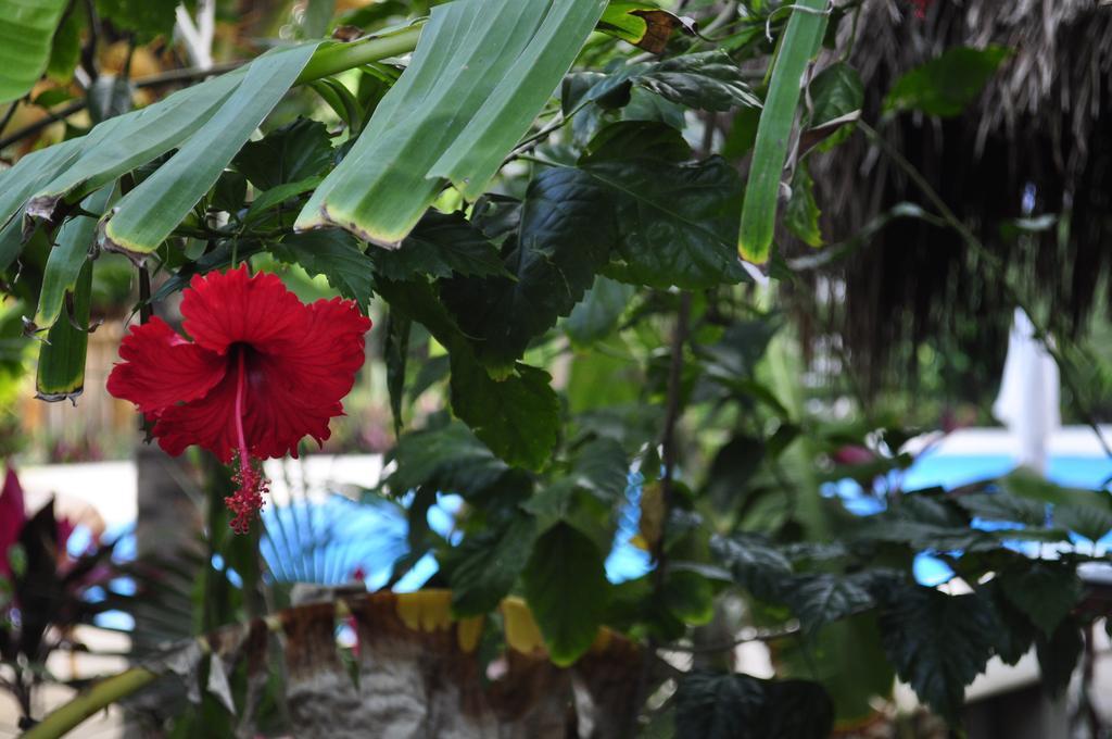 Green Tulum Cabanas & Gardens المظهر الخارجي الصورة