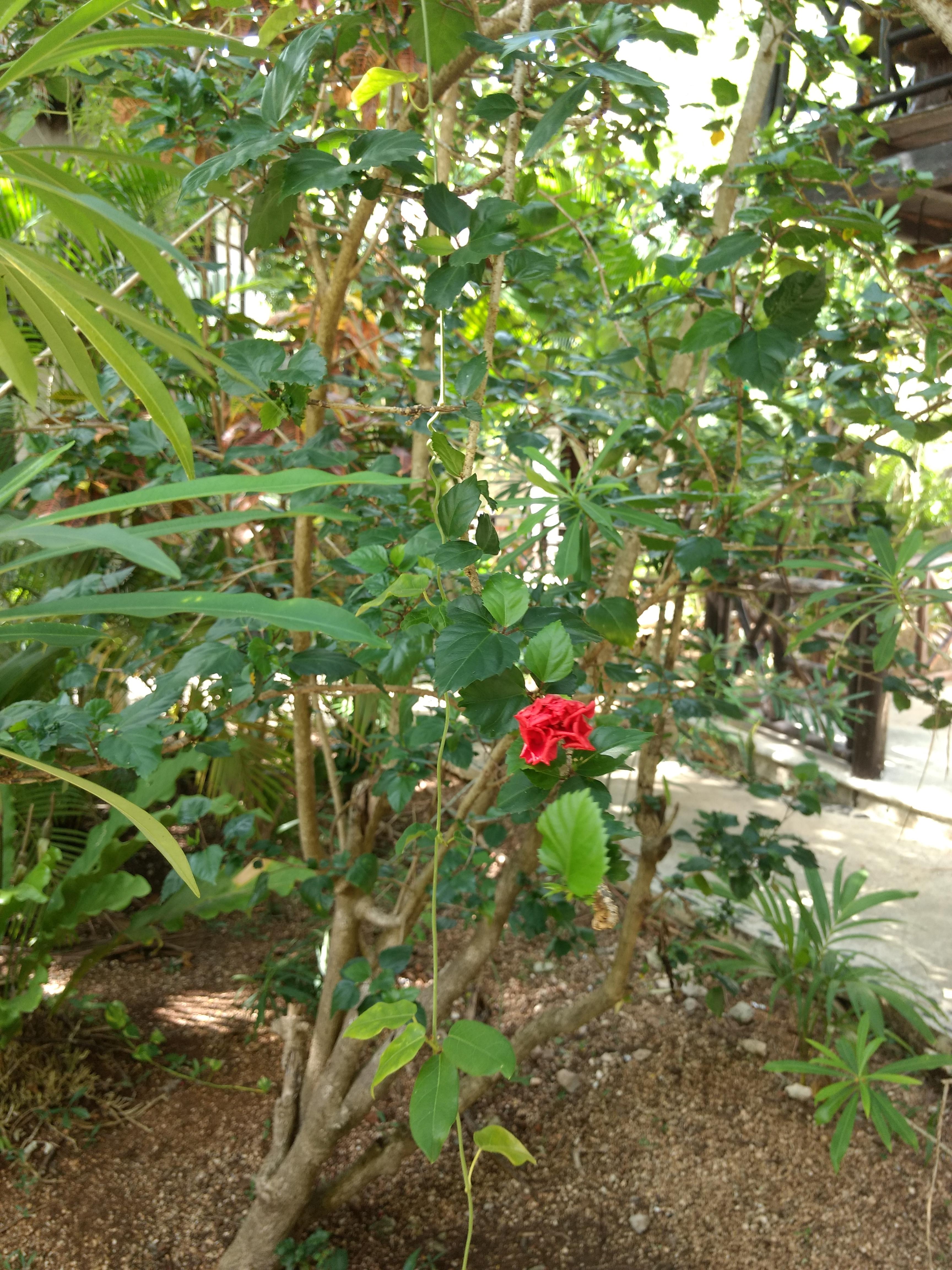 Green Tulum Cabanas & Gardens المظهر الخارجي الصورة